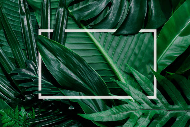 istock green leaves for background and wallpaper 1221576627