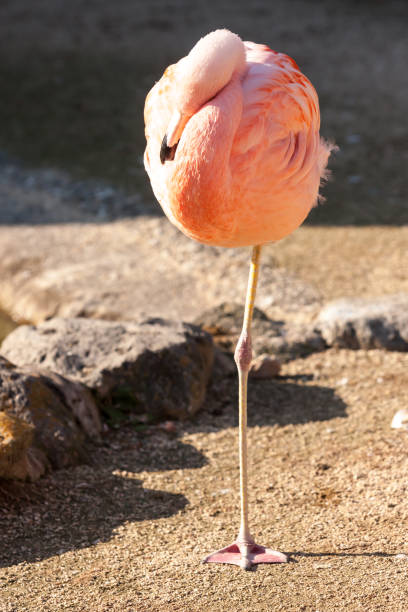 istock Pink gentle flamingo standing in sunlight. Beppu, Japan 1221577364