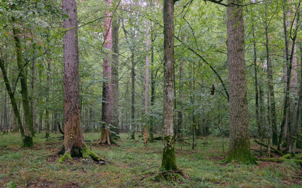 istock Deciduous stand with hornbeams and oaks 1221577511