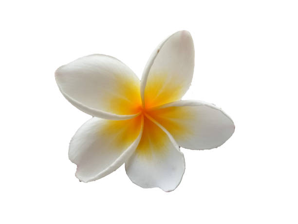 istock White plumeria flower isolated on white background 1221578831