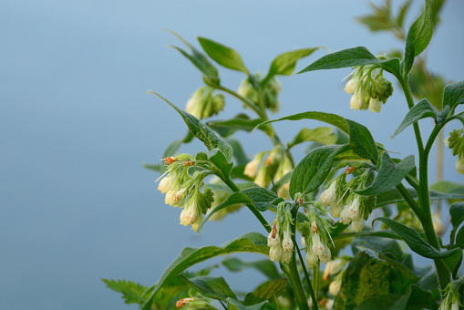 Dawn: Blooming Comfrey ( Symphytum officinale ) plant near a water`s edge, the water color in the background.