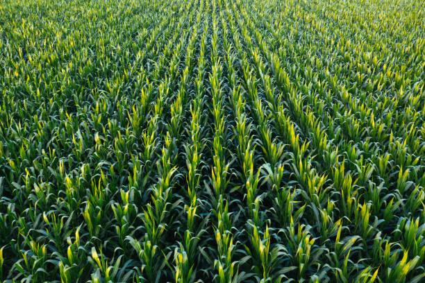 istock Aerial view of green corn crops field 1221582216