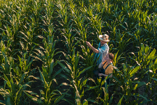 Female agronomist with tablet computer advising corn farmer in cultivated crop field, high angle view from drone pov
