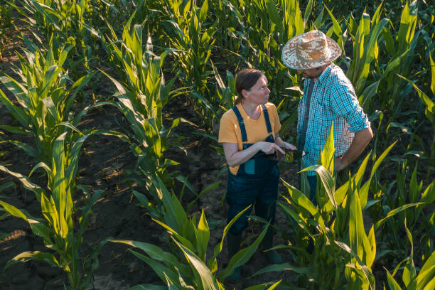 istock Female agronomist with tablet computer advising corn farmer in cultivated crop field 1221582262