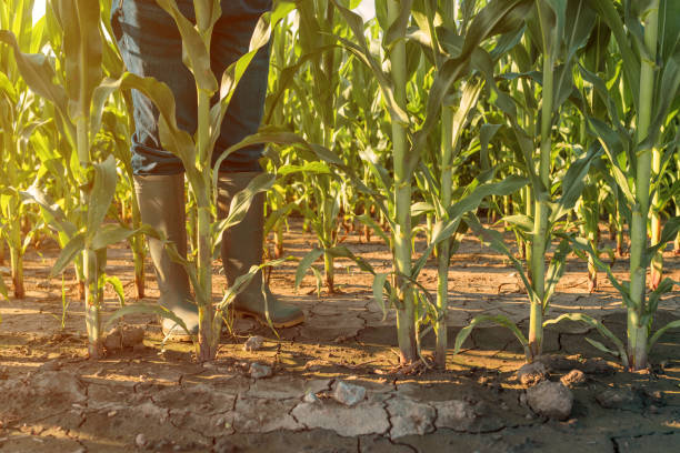 istock Female farmer in rubber boots standing in corn field 1221582278