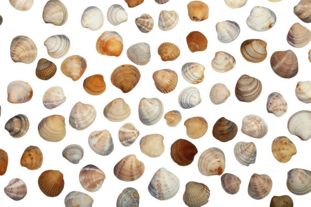 istock sea shells isolated on a white background. Top view. 1221582574