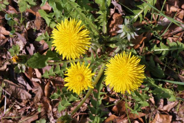 istock yellow dandelions in the garden 1221582752