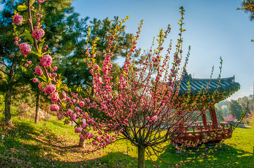 Blooming sakura tree and traditional asian pavilion. Springtime scene. Wide angle shot