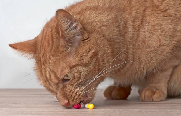 istock Curious ginger cat stealing medicine capsules on the table. 1221583653