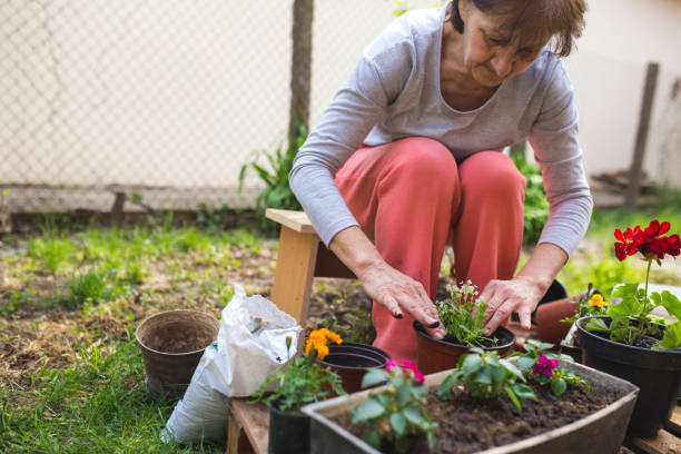 istock Mature woman gardening at her backyard 1221585103