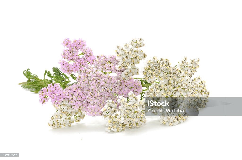 Yarrow (Achillea) flores - Foto de stock de Belleza de la naturaleza libre de derechos