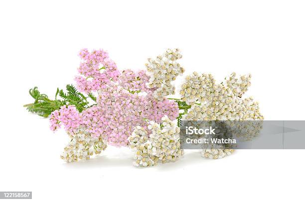 Yarrow Flores Foto de stock y más banco de imágenes de Belleza de la naturaleza - Belleza de la naturaleza, Blanco - Color, Buqué