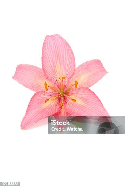 Rosa Lilie Stockfoto und mehr Bilder von Baumblüte - Baumblüte, Bestäubung, Blume