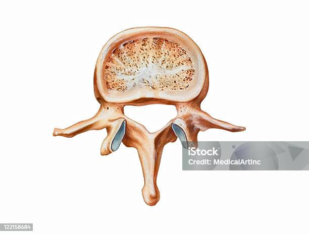 Wirbelsäulezweite Lendenwirbelsäule Stock Vektor Art und mehr Bilder von Lendenwirbelsäule - Lendenwirbelsäule, Wirbelkörper, Rückenwirbel