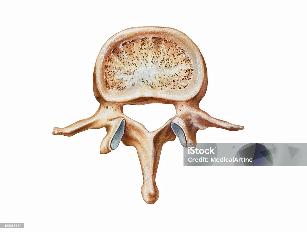 腰椎棘秒 - 腰椎のロイヤリティフリーストックイラストレーション