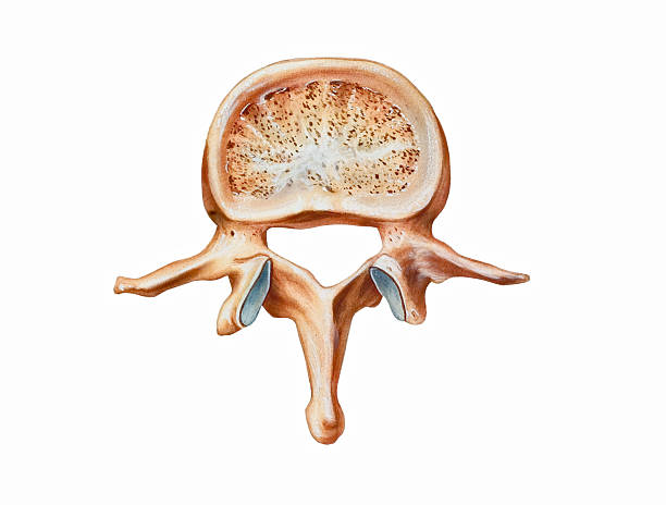 шейный отдел позвоночника — второй поясничный позвонок - vertebral body stock illustrations