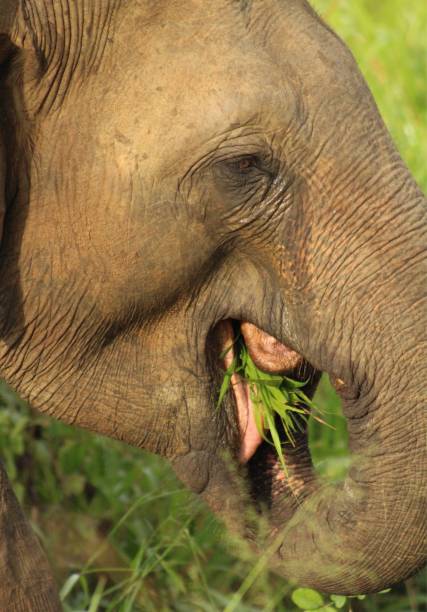 istock The Sri Lankan Elephant 1221587274