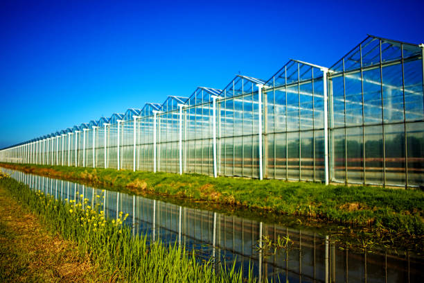 Greenhouses in Holland