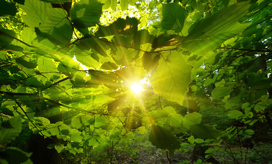 The warm sun centered and framed by beautiful green leaves in a forest, with gold rays of light
