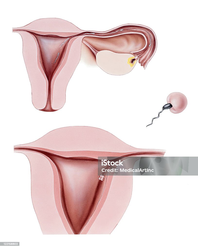 Human Conception Illustration of human conception: the egg is expelled from the ovary and becomes susceptible to fertilization (penetration) by sperm (top). The sperm penetrates the Beauty stock illustration