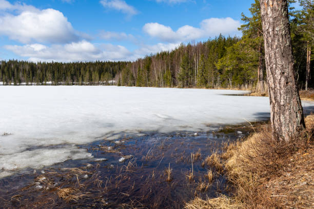 Thaw in a lake with forest around and a blue sky in background, picture from Bredbyn Vasternorrland, Sweden.