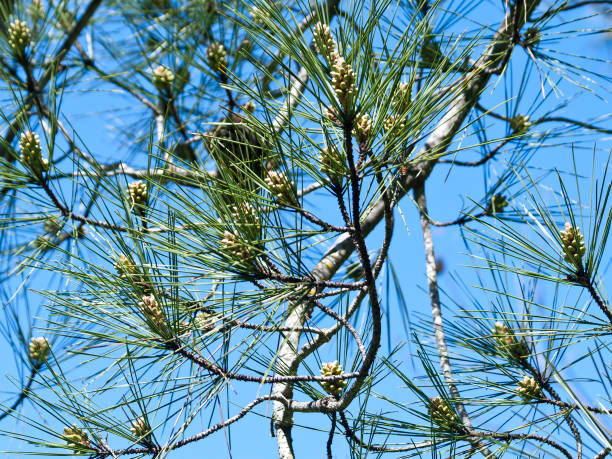 istock Pine tree branches with young cones in front of blue sky 1221591592