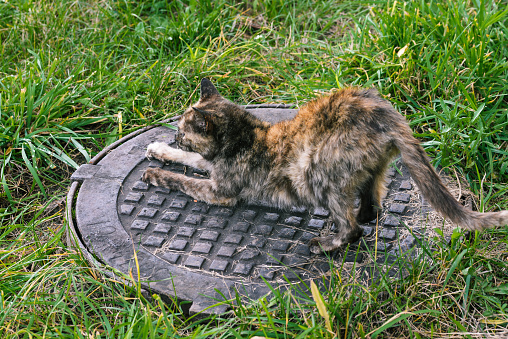 Homeless cat basks on a metal hatch. Street cat in nature