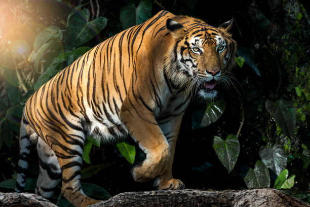 istock Photos of tiger naturally. 1221592089
