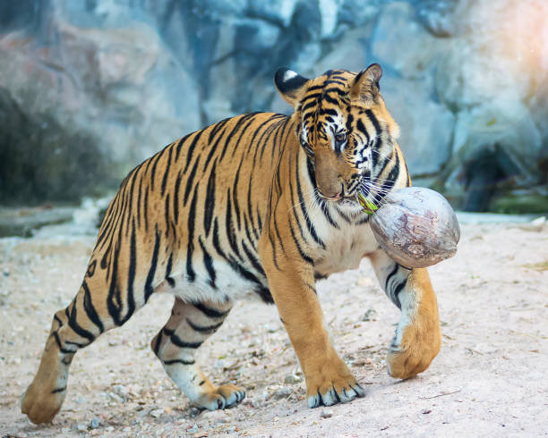 istock Photos of tiger naturally. 1221592136