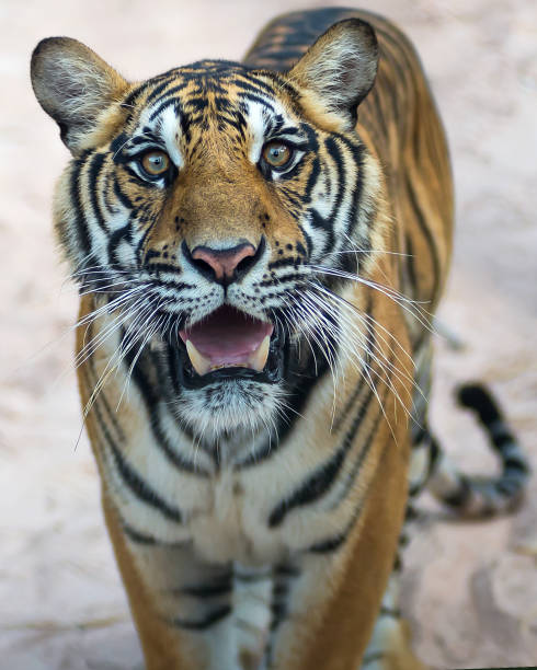 istock Photos of tiger naturally. 1221592139