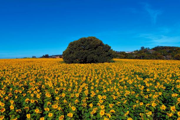 girasol: vista panorámica de plantación de colores. la escena del campo. la flor amarilla. campo de girasol. - fondo de pantalla hd de primavera fotografías e imágenes de stock