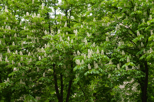 Horse chestnut tree in full bloom in May