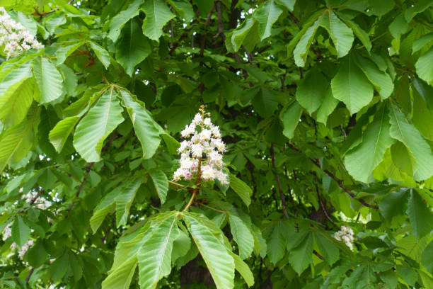 istock Single panicle in the leafage of horse chestnut tree in May 1221593562