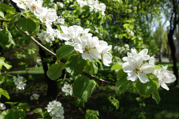 istock Branch of blossoming pear tree in April 1221594231