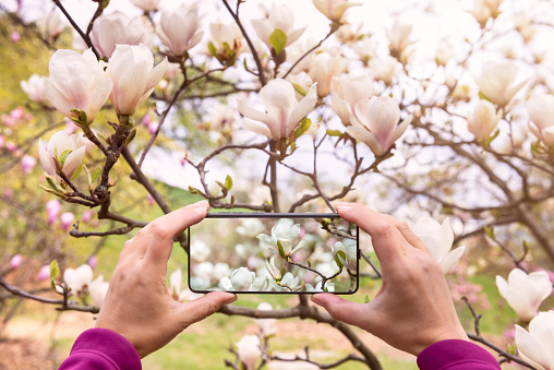 woman hands with a smartphone capturing beautiful magnolia flowers in the garden