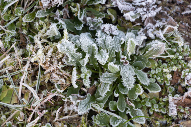 istock Frosted plant in a garden 1221594694