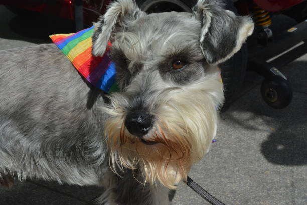 istock A dog in rainbow flag 1221594771