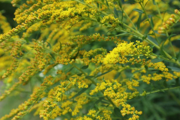 istock Small yellow flowers autumn close up grass macro 1221595163