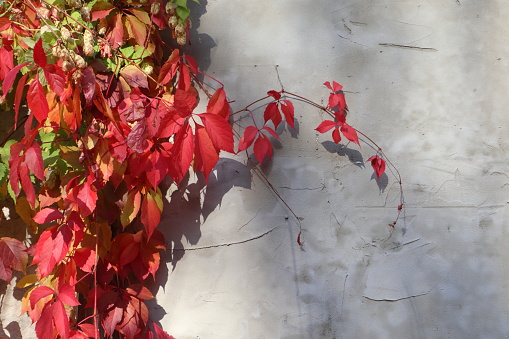 Red grape autumn leaves on concrete wall background sunny light and shadow pop white-space closeup fall image