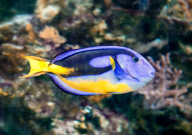 istock Pacific blue tang fish in the aquarium 1221595910