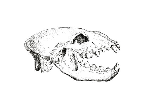 Illustration of hyena's skull in popular encyclopedia from 1890 Photo of the animal skull from an old encyclopedia animal jaw bone stock illustrations