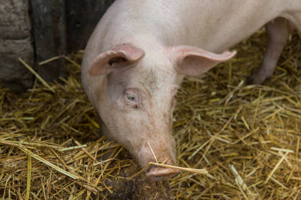 농장의 홈 돼지 - pig piglet butcher ranch 뉴스 사진 이미지