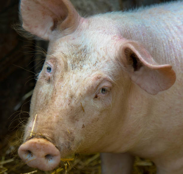농장의 홈 돼지 - pig piglet butcher ranch 뉴스 사진 이미지