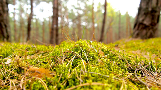 istock Forest by the sea. Conifers. Green Moss, small trees, Green bedding. 1221597713