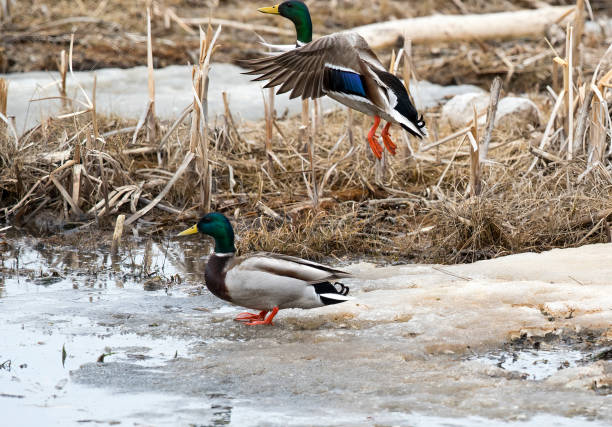 Two Mallard ducks on a frozen pond. Taken in Alberta, Canada