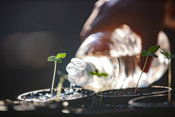 watering cannabis seedlings growing in flower pots - water weed imagens e fotografias de stock