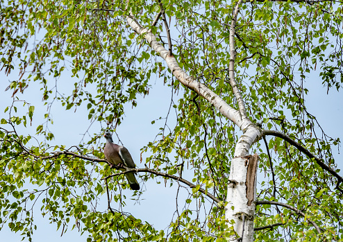 Wood pigeon in a silver birch tree.