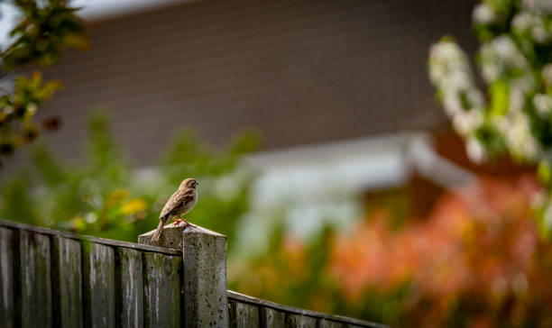 A sparrow in an English country garden perched on a fence.