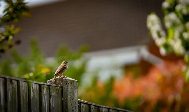 Photo of Sparrow on a garden fence