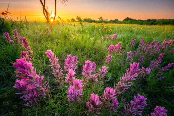 istock Texas Wildflowers at Sunrise 1221600634